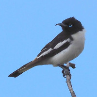Pied Honeyeater